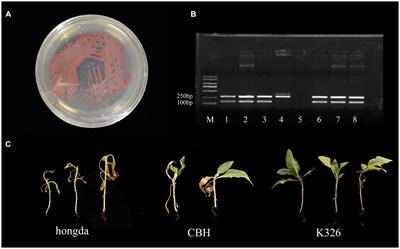 Comprehensive genome sequence analysis of Ralstonia solanacearum gd-2, a phylotype I sequevar 15 strain collected from a tobacco bacterial phytopathogen